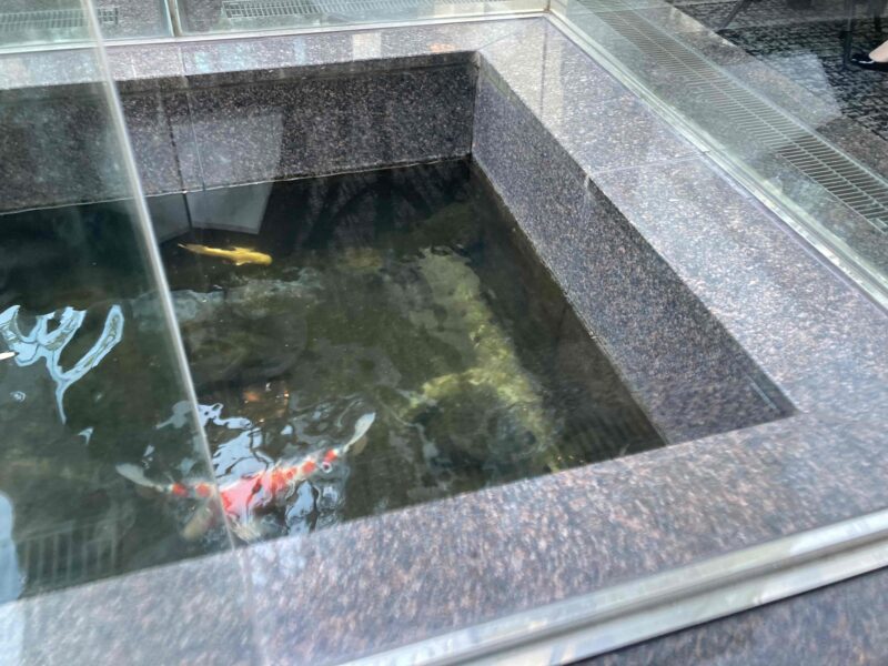 ウエスティンホテル大阪「アマデウス」から見える池と錦鯉